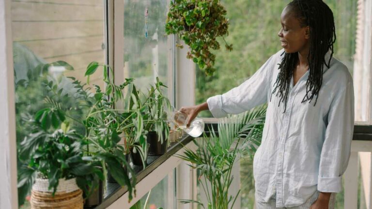 Vantagens de ter plantas em casa